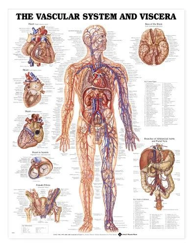 Vascular System Human Wall Chart 20" x 26" Classroom/Professional LFA #98952 - Image 1 of 1
