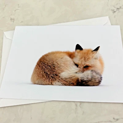 Tarjeta en blanco Red Fox Yellowstone National Park Wyoming con sobre Foto 1 de 4