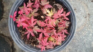 Japanese Red/Green Maple Bloodgood Tree Well Rooted Live Plant 1 yo 4 in+ Tall - Picture 1 of 15