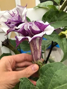 Datura metel Double Purple Seeds, Ornamental Flowering Plant - Picture 1 of 2