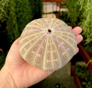 Großer Gator Alfonso Seeigel Muschel selten echtes Strand Aquarium Haus 5" Zoll - Bild 1 von 3