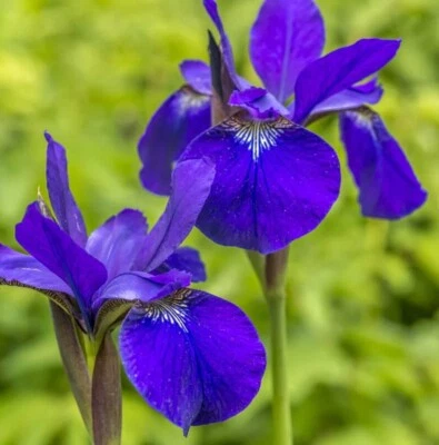 Blue Flag Iris - Iris Versicolor Perennial Bare Root Live Garden Plant - Image 1 of 4