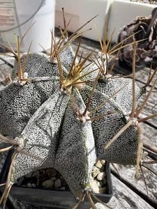 Astrophytum ornatum hybrid mit A. capricorn blühfähig schöne Pflanze - Foto 1 di 6