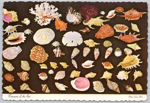 Sea Shells Collection Vintage Postcard - Picture 1 of 2