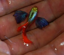 1 Pair - Dumbo Red Tail  Aquatic Guppy Fish Quality Top Grade A+++