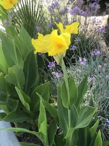 10-Yellow CANNA LILY BULBS - BRIGHT Colors/EASY GROWER - Picture 1 of 4