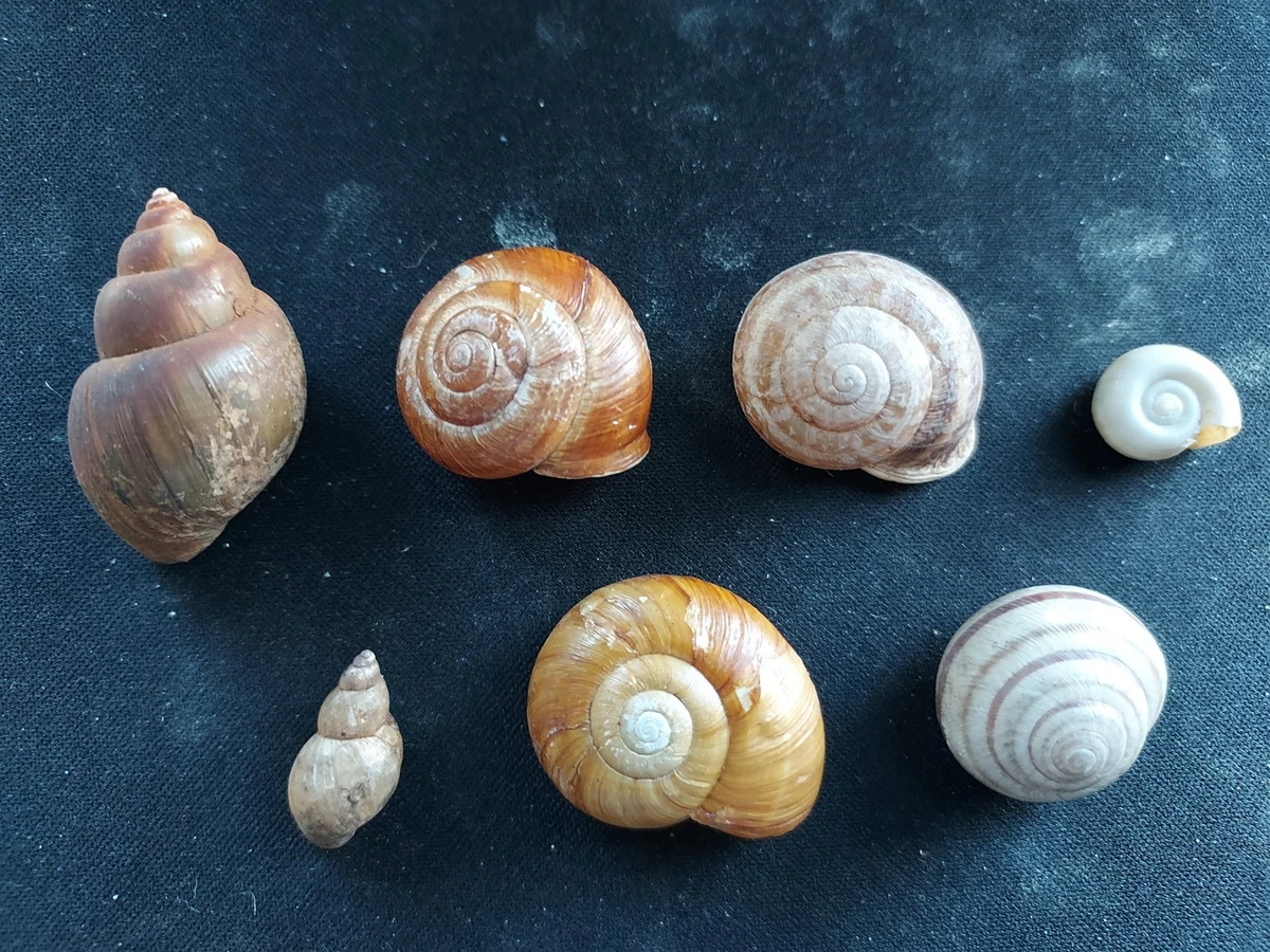 Land Snail Shells for sale | eBay