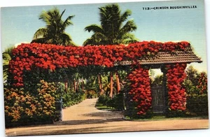 AK Crimson Bougainvillea - Bild 1 von 2