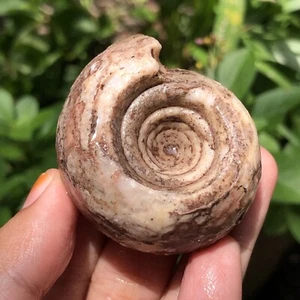 71GR AMAZING WHOLE PERMIAN AMMONITE PERFECT ROUND FOSSIL MOLLUSCA TIMOR - Picture 1 of 14