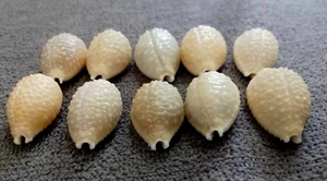 COWRIE Cypraea nucleus 17-18 mm GEM , 10 pcs of beautiful collection WOW!!!! - Picture 1 of 7