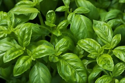 Sweet Basil Seeds, NON-GMO, Common Basil, Easy Grow Herb, FREE SHIPPING - Image 1 of 2
