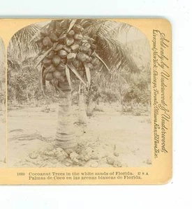 B688 Littleton view 1660 árboles de coco en las arenas blancas de Florida D - Imagen 1 de 2