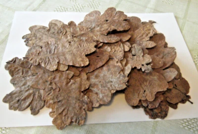 Eichenblätter 100 Blätter Bio getrocknet z.B. für Garnelen - Bild 1 von 4