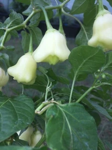 Aji White Fantasy Chili Samen weisse Glockenchili mit leichter Schärfe 10 Samen - Bild 1 von 4
