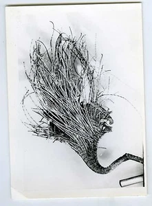 FOTO Fotografie, Wissenschaft Wissenschaft Botanische Pflanze Kuriosität - Bild 1 von 1