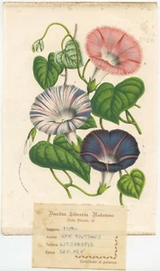 litografia secolo XIX Antique Botanical van Houtteneano Pharbis Hispida - Foto 1 di 1