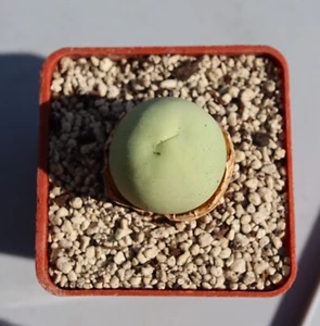 Conophytum calculus 2,2 cm planta antigua Mesembs suculentas - Imagen 1 de 2
