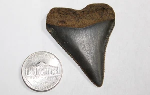 GREAT WHITE Shark Teeth Fossil No Repair Natural 1.94" HUGE MUSEUM QUALITY - Picture 1 of 4