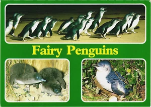 Postcard:   Fairy Penguins at Phillip Island --- Victoria -- Australia - Picture 1 of 2