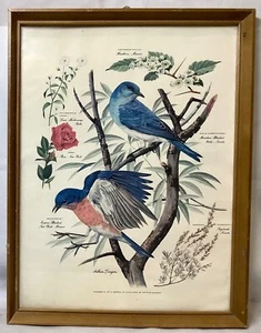 Impresión Arthur Singer #2 Eastern & Mountain Bluebirds enmarcada de colección - Imagen 1 de 3