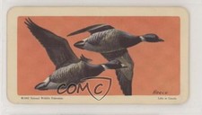 1962 Brooke Bond Red Rose Birds of North America Tea American Blue Backs #8 h3a