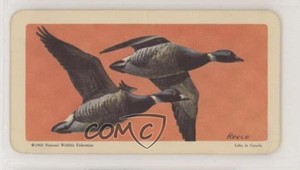 1962 Brooke Bond Red Rose Birds of North America Tea American Blue Backs #8 h3a