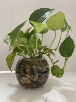 Pothos Indoor Live Plant 7in - 10in Cutting 3PC Well Rooted NO POT Good In Water - Image 1 of 4