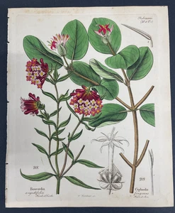 Free Shipping! Antique Botanical, Dietrich, Hand Color, 1840, Germany,IVe,V4 - Picture 1 of 1