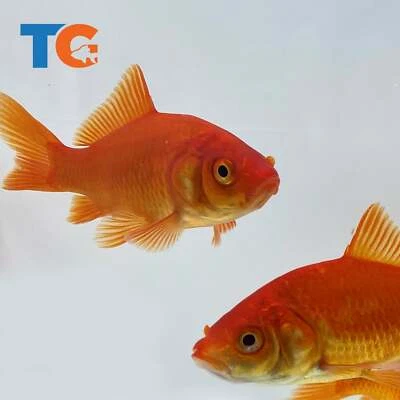Comet Goldfish For Sale – Buy Live Comet Goldfish Online | Toledo Goldfish - Image 1 of 4