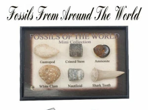 6 Fossils of the World Display Starter Collection Kit Gastropod Ammonite ETC - Picture 1 of 5