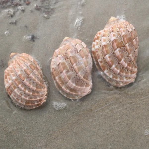 Natural Conch Shells Aquarium Sea Snail Fish Tank Ornament Landscape Home Decor - Picture 1 of 11