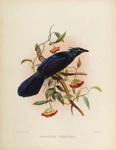 Plate No 8 Manucodia Keraudreni Birds of Paradise by Daniel Elliot Giclee Repro - Picture 1 of 2