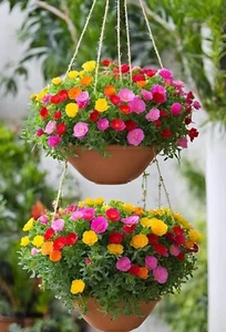 0080A Portulakröschen Mix 30 Samen Portulaca Moss - Bild 1 von 1