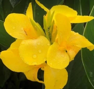 Lily: Yellow : $20 Per Bulb Free Postage - Picture 1 of 2