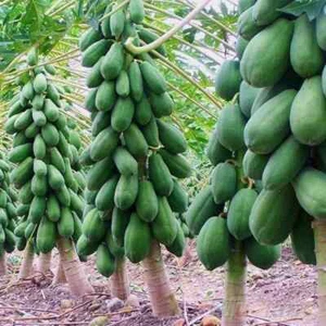 Thai Papaya Dwarf Seeds Organic Thai Papaya Seeds Dwarf Papaya Bonsai Papaya - Picture 1 of 1