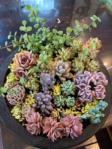 30 x Succulent Cuttings, NEW Variety, Freshly Cut - No Repeat - Picture 1 of 10