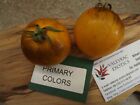 Kolory podstawowe Pomidor - 5+ nasion - Nasiona warzyw Heirloom! P 270