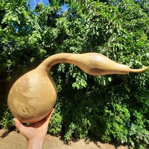 Calabaza seca grande en forma de ganso 21" país primitivo único americano - Imagen 1 de 5