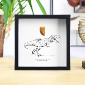 Carcharodontosaurus Dinosaur African Tyrannosaurus T Rex Tooth & Illustration - Picture 1 of 4