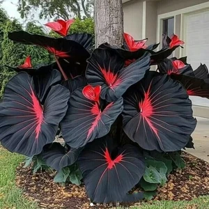 Schwarz-rote Caladium Blüten 100 Samen Araceae Elefantenohr Herz Jesus Engelsflügel - Bild 1 von 3