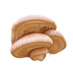 Coltura liquida ostrica pioppo Pleurotus Calyptratus - Foto 1 di 2