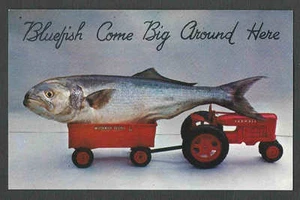 Ca 1948 PPC* NY LONG ISLAND BLUEFISH IN TOY TRACTOR COMES BIG AROUND HERE MINT - Picture 1 of 1