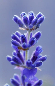 Ätherisches Öl Von Lavandin Grosso - Lavandula Hybrida - 1 Liter