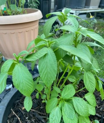 200 Egyptian Spinach seeds, Corchorus Olitorius Molokhia, Ewedu, Jute, Saluyot  - Image 1 of 3