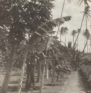 Mauna Loa Valley HI Hawaii Hawaiian Territory Papaya Papaia Trees SC1 - Picture 1 of 5