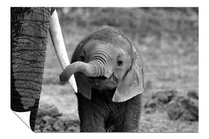 Black & White Cute Baby Elephant Mother's Tusk Poster Wall Art Home Decor - Picture 1 of 4