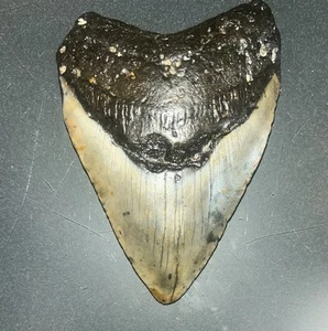 MEGALODON Fossil Giant Shark Teeth All Natural Large 4.2 Dinosaur Tooth OBO - Picture 1 of 3