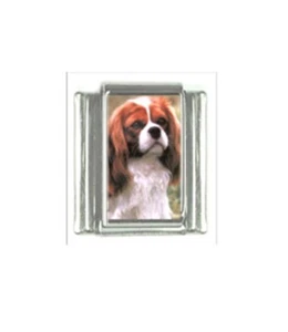 9mm Classic Size Italian Charms C2 Dog Dogs Cavalier King Charles Spaniel - Picture 1 of 1