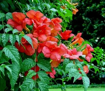 1 LIVE PLANT ORANGE HUMMINGBIRD TRUMPET CREEPER VINE CAMPSIS STARTER ROOTED - Image 1 of 2