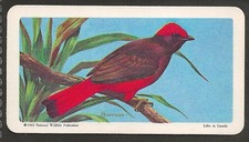 BROOKE BOND (TEA)-(USA) TROPICAL BIRDS 1964-#32- RED COTINGA